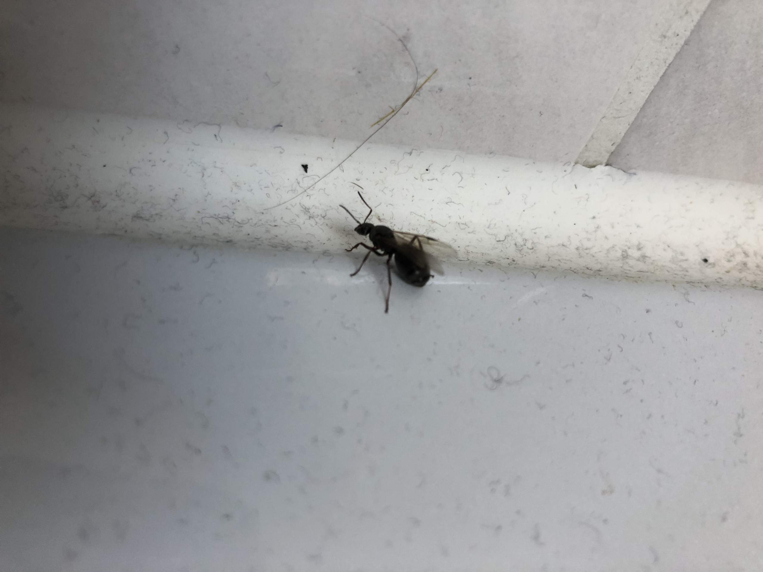 Das eine Ameisenkönigin? (Tiere, Insekten, Ameisen)