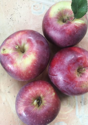 Die Äpfel - (Essen, Garten, Obst)