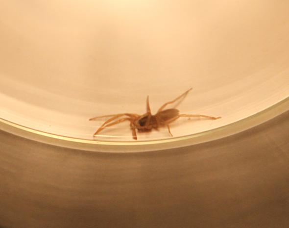 Welche Spinne ist das? - (Tiere, Name, Spinnen)
