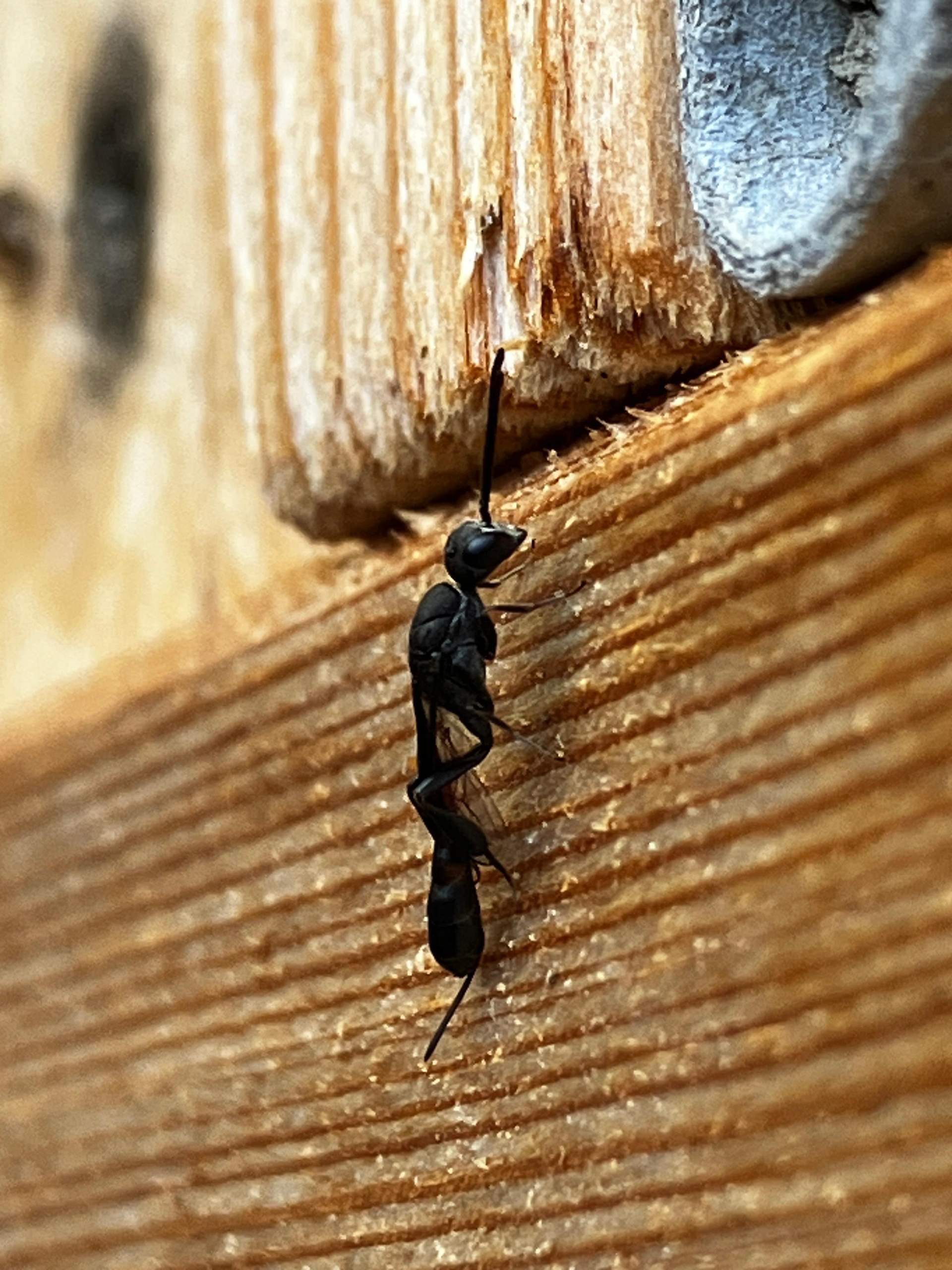 Das ist eine Schlupfwespe, oder? Und welche ist es? (Insekten
