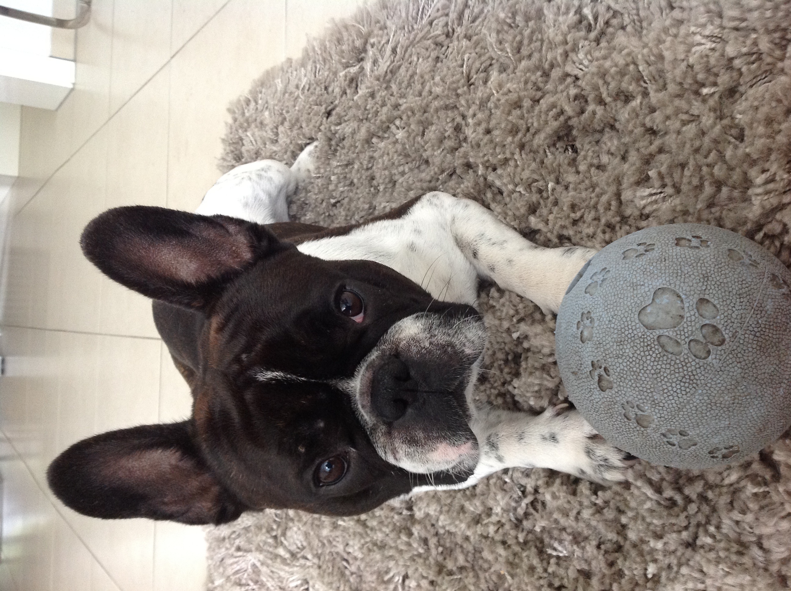 Das richtige Fressen für meine beiden Französischen Bulldoggen (Hund, Französische Bulldogge) - 0 Original Das richtige Fressen für meine beiden Französischen Bulldoggen (Hund, Französische Bulldogge) - 0 Original