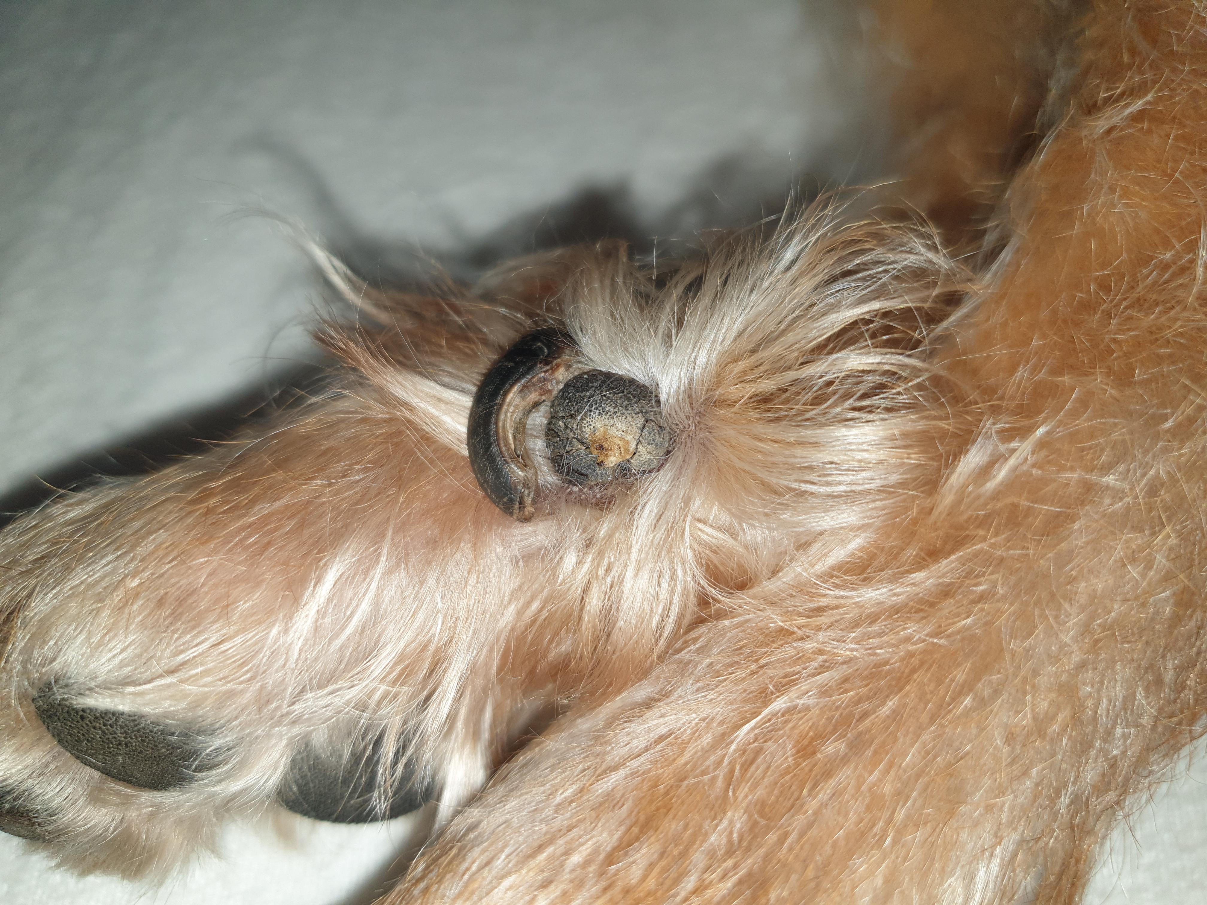 daumenkralle hund beschadigt tierarzt hundehaltung hundepflege