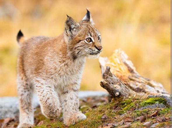 - (Tiere, Haustiere, Verhalten)