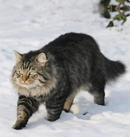 - (Tiere, Haustiere, Verhalten)