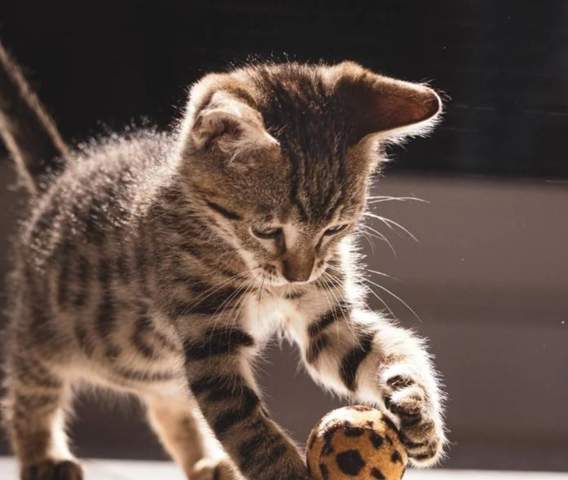 - (Tiere, Haustiere, Verhalten)