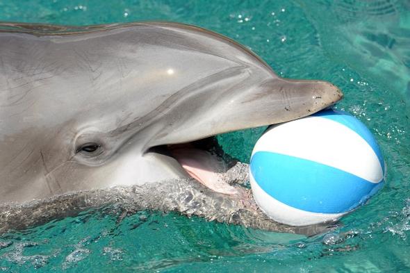Delfine Zoo Tiere