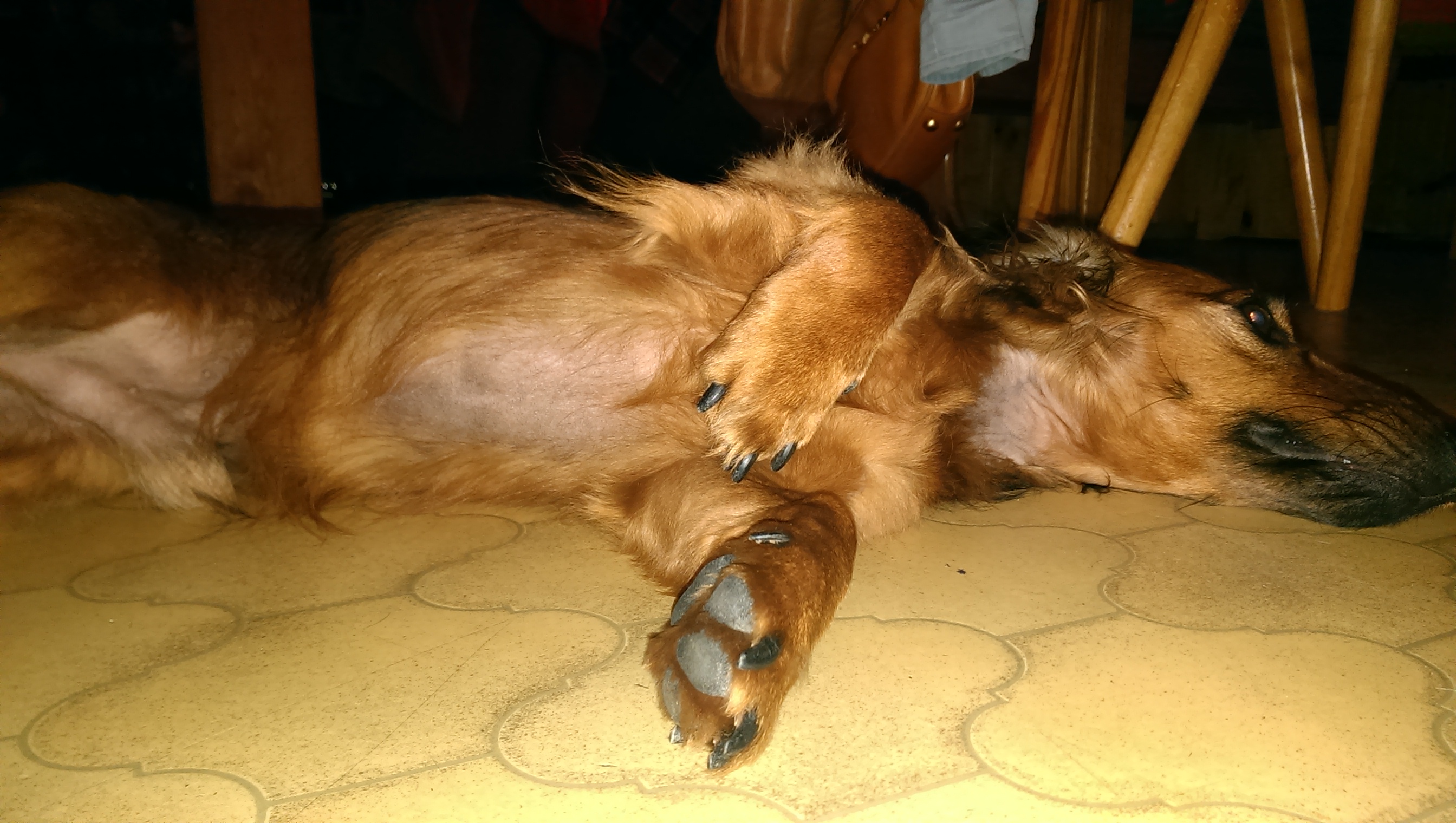Dem Hund wachsen keine Haare (Fell)