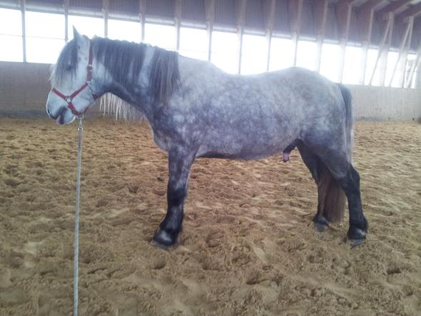 Dem Pferd Gestrecktes Stehen Beibringen Pferde Bodenarbeit Clicker