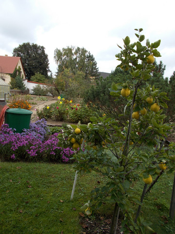 Quittenbaum 2 - (Herbst, Obstbaum, Baumschnitt)