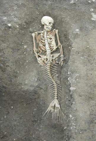 Denkt Ihr Das Ist Echt Meerjungfrauen Skellett Umfrage Abstimmung Meerjungfrau