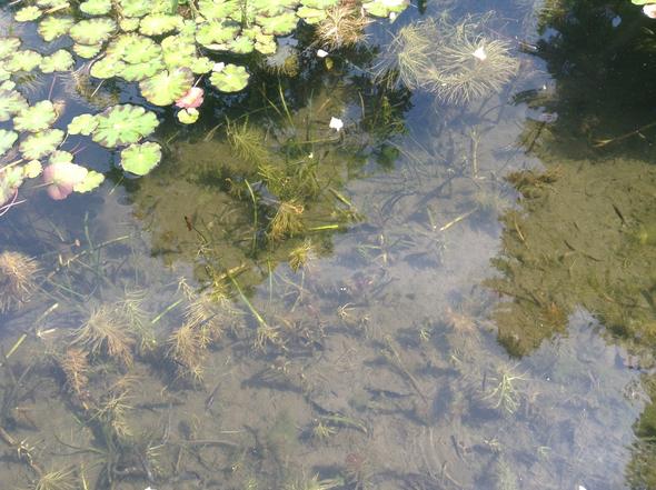 Teichproblem - (Garten, Teich, Teichproblem)