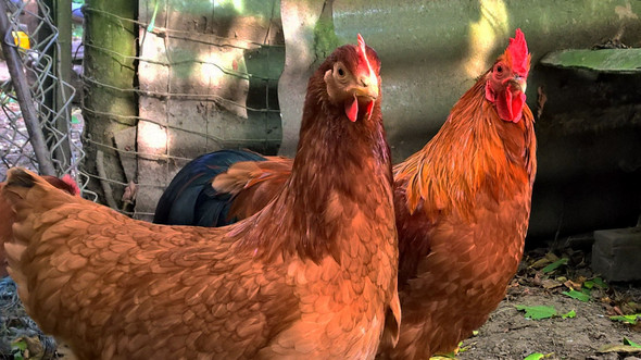 Das ist der faule Hahn - (Huhn, Hahn, Krähen)