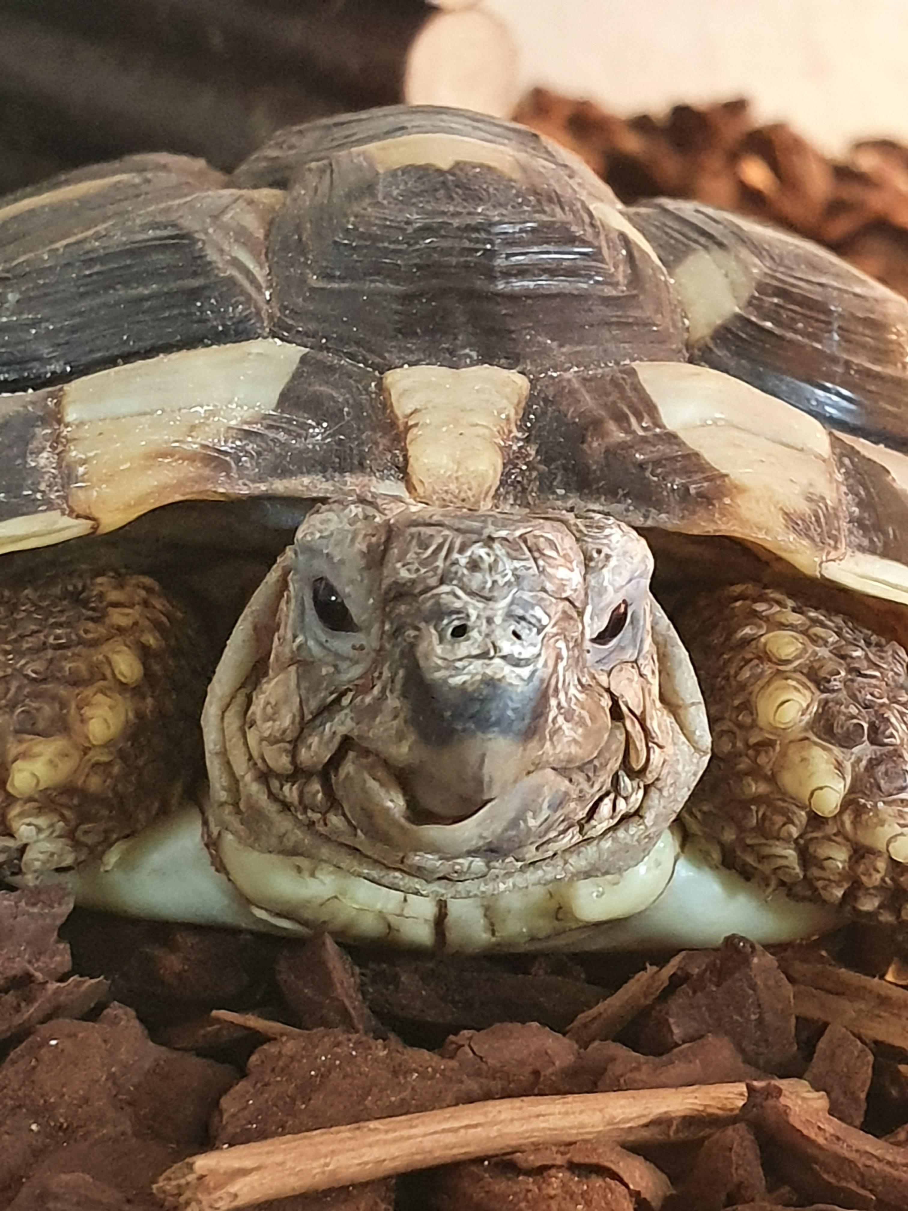Der Kiefer Meiner Griechischen Landschildkrote Ist Schief Warum Tiere Griechenland Schildkroten