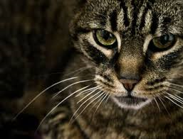 sosiehtderübeltäteraus - (Katze, katerder, kamiktze)