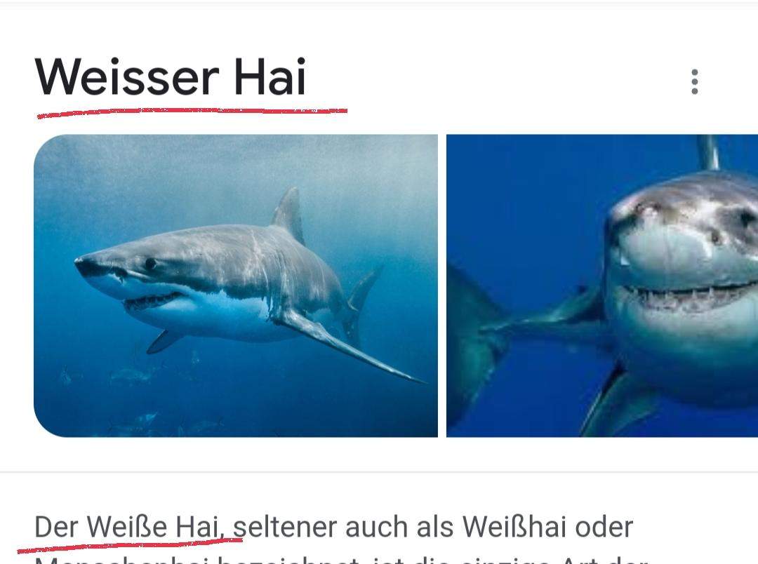 Der weiße Hai/ weißer Hai/Ein weißer Hai? (Schreiben, der die das)