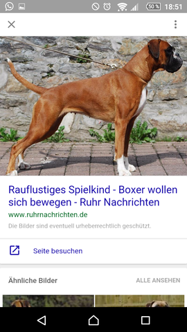 deutsche boxer hund mit gebogener rute tiere interesse fci