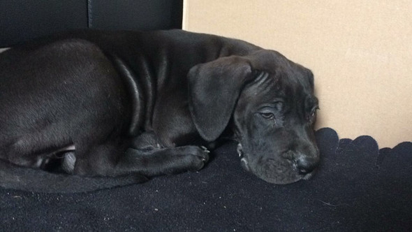 deutsche dogge beule am kopf hund