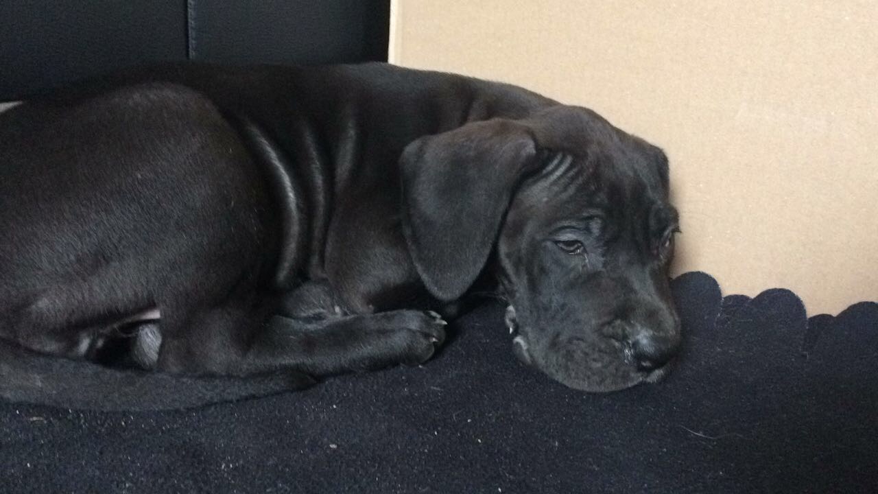 Deutsche Dogge Beule am Kopf ? (Hund)