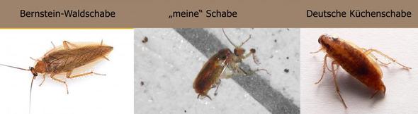 Schabe - (Insekten, Ungeziefer, Kammerjäger)