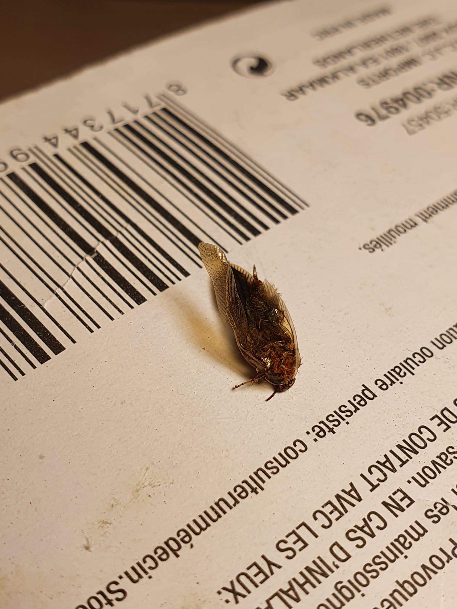Deutsche Schabe oder Waldschabe? (Biologie, Insekten, Schädlinge)