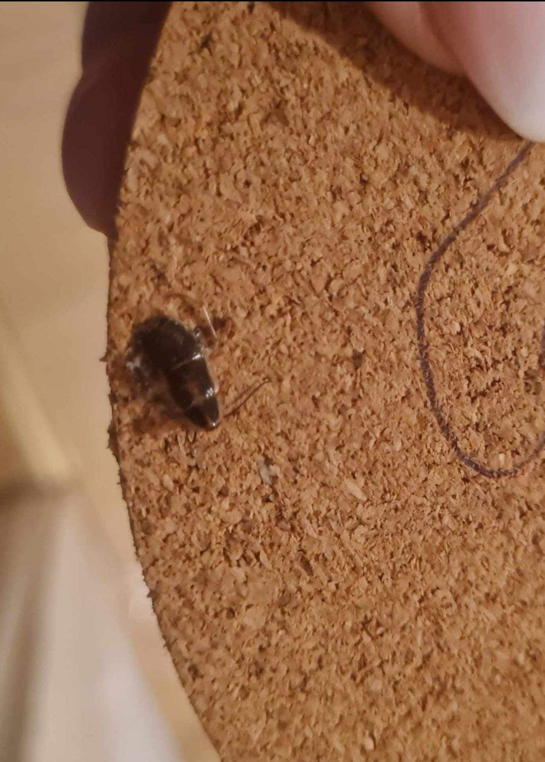 Deutsche schabe oder waldschabe? (Insekten, Schädlinge, Ungeziefer)