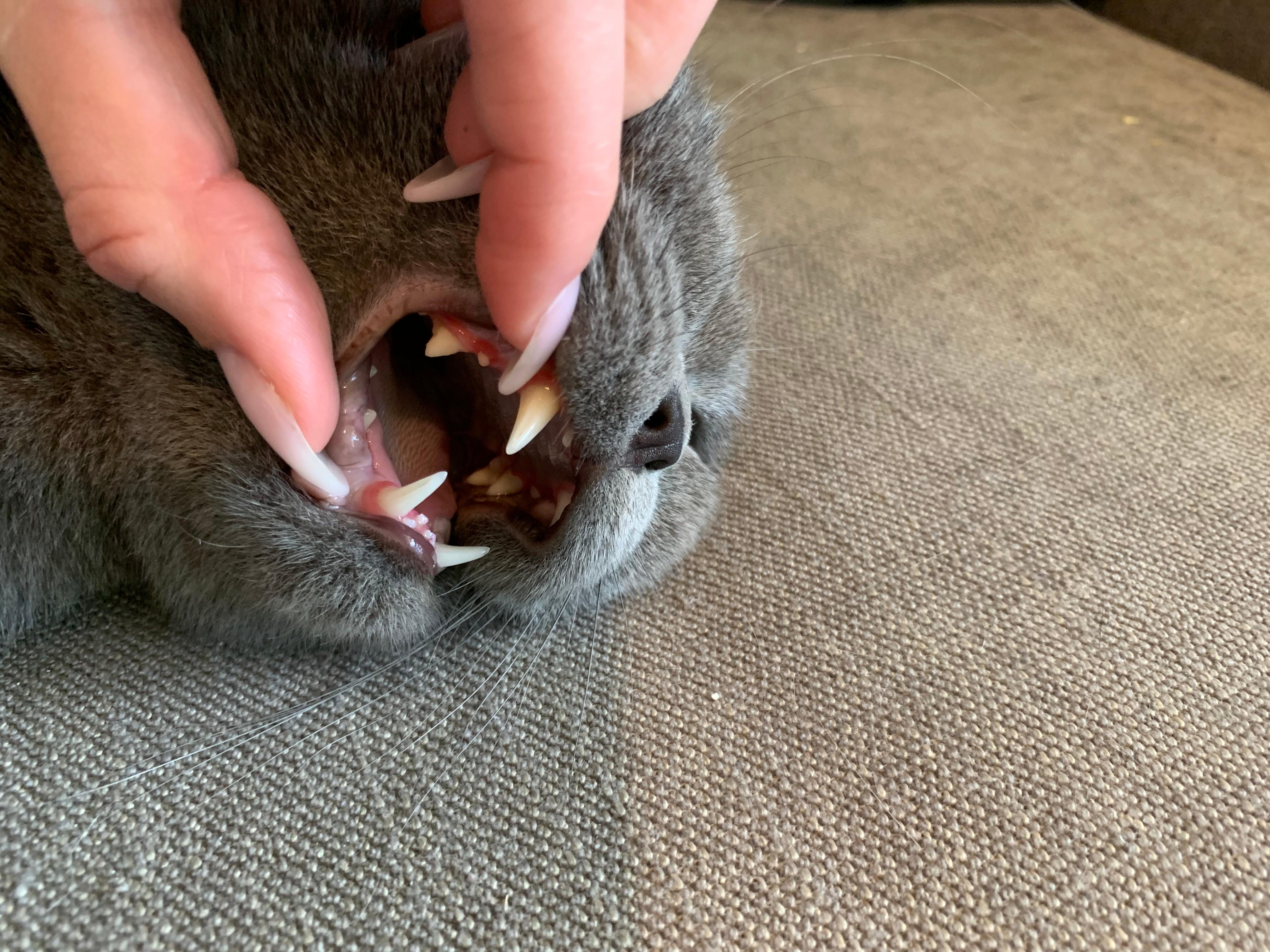diagnose forl gibt es auch andere ursachen fur zahnfleischentzundungen bei katzen haustiere katzenfutter hauskatze