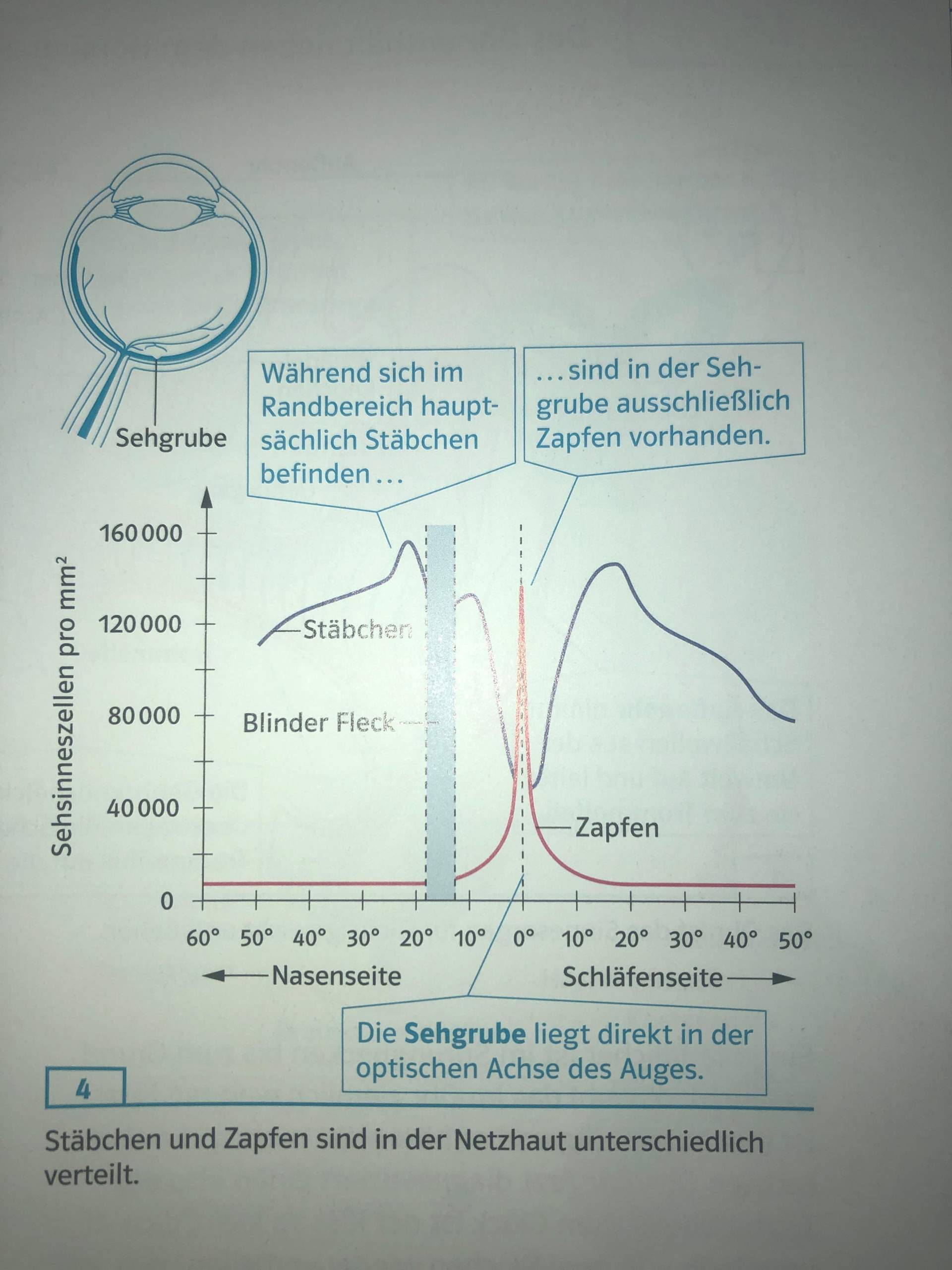 Augendiagramm Stäbchen und Zapfen