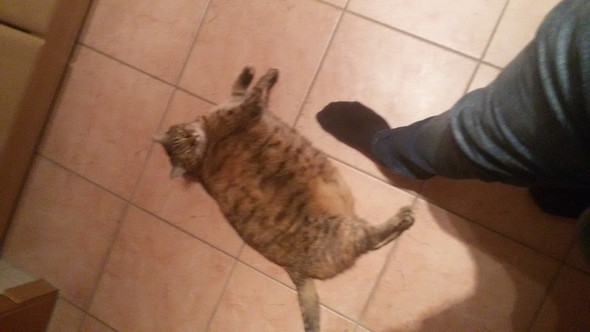 Katze - (Tiere, Katze, Haustiere)