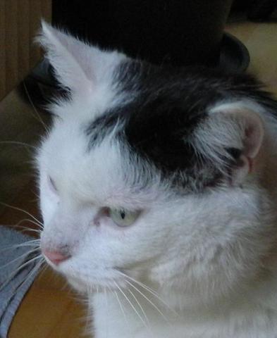Katze mit dicker Nase - (Katze, Tierarzt)