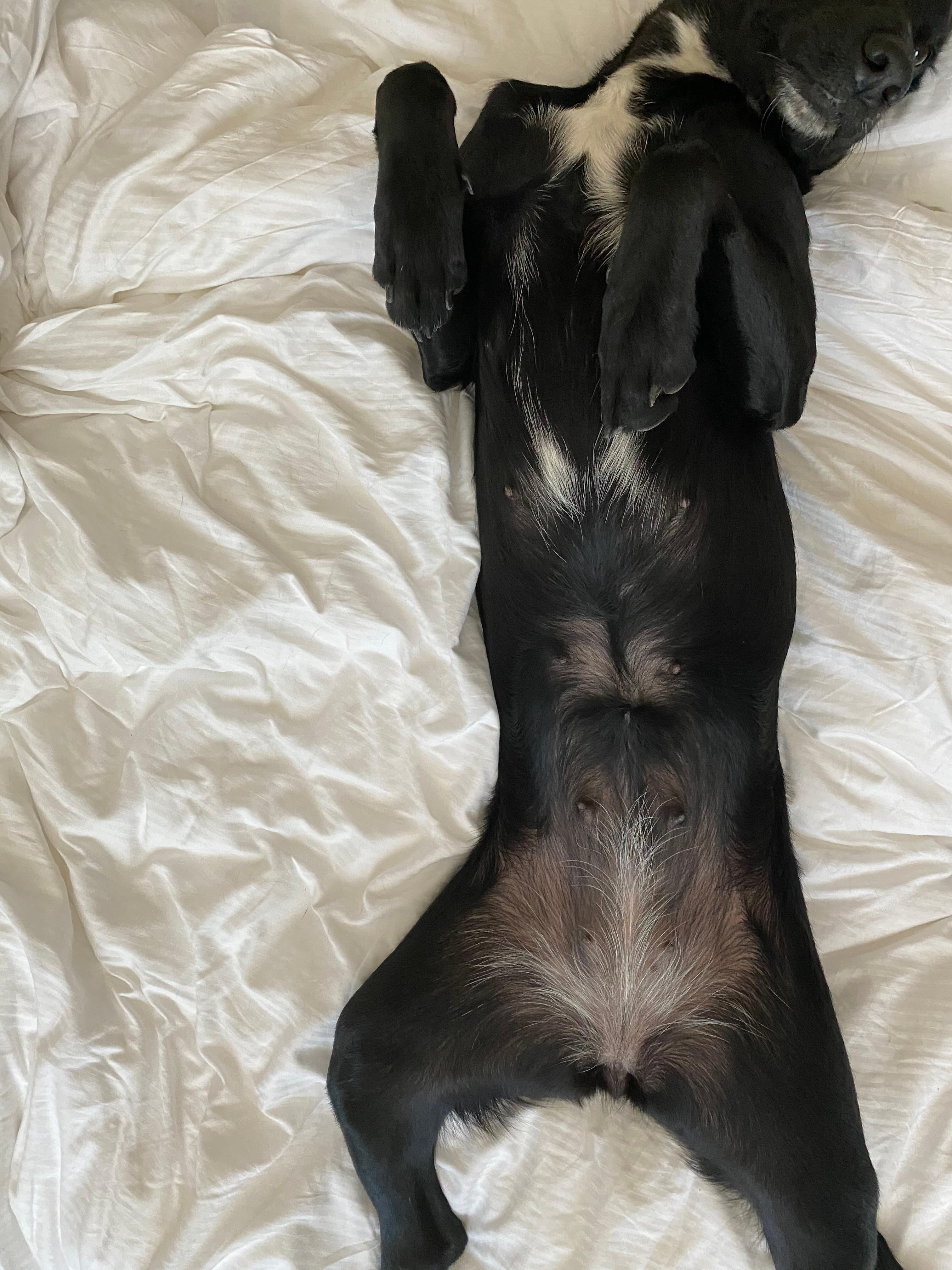Dicke Zitzen nach der Läufigkeit? (Hund, Hundehaltung)