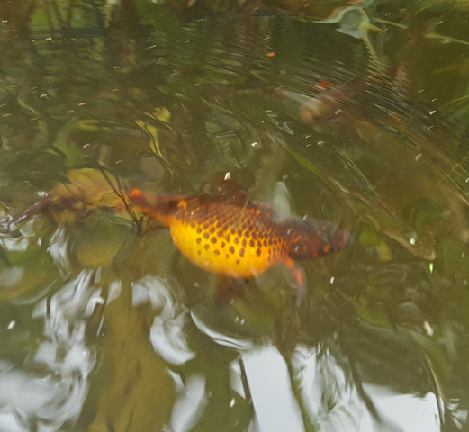 so sieht er aus - (krank, Fische, Aquarium)