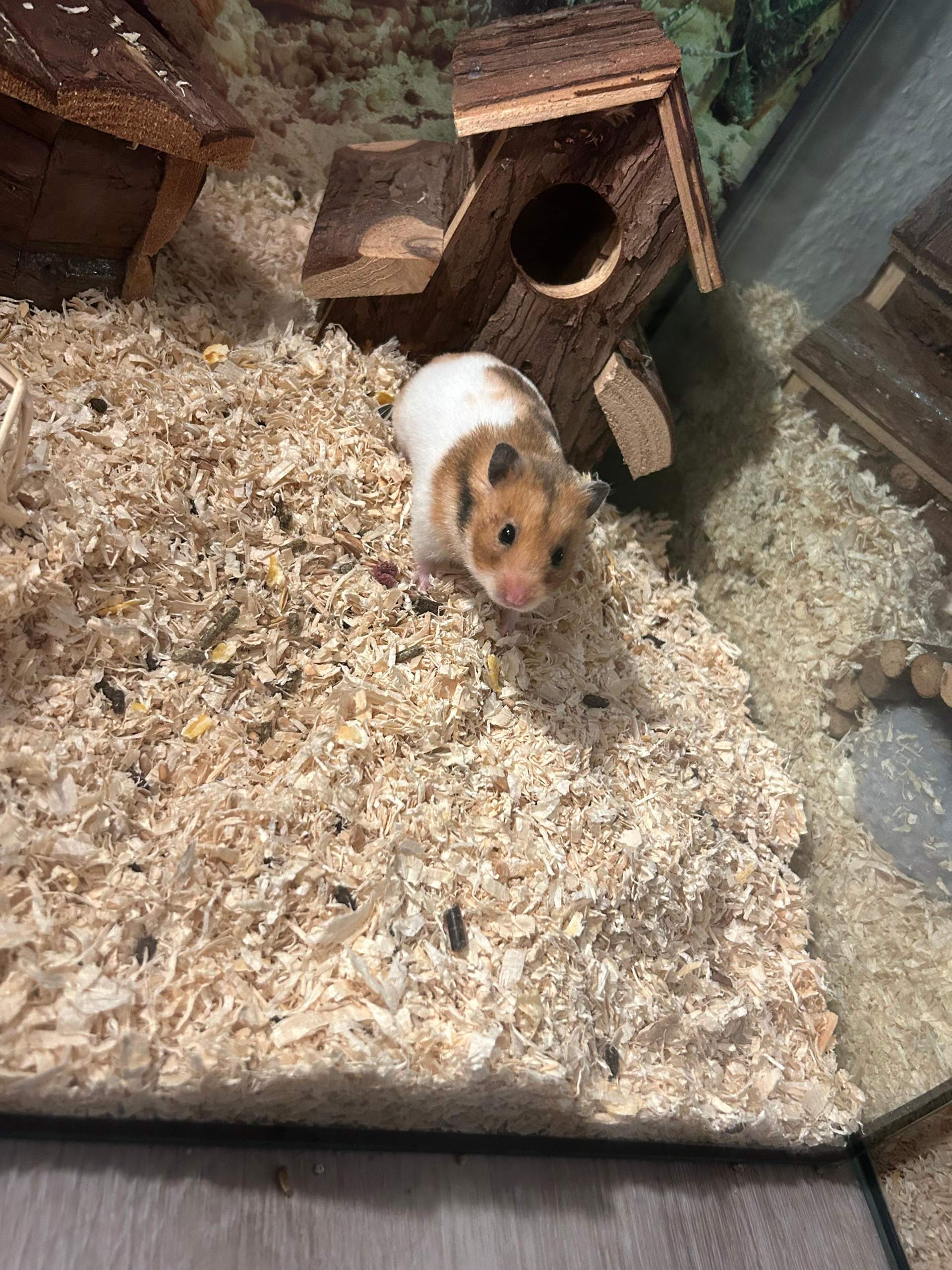 Hamster Holzbrücke 40cm - Kauspielzeug Kleintier Zaun