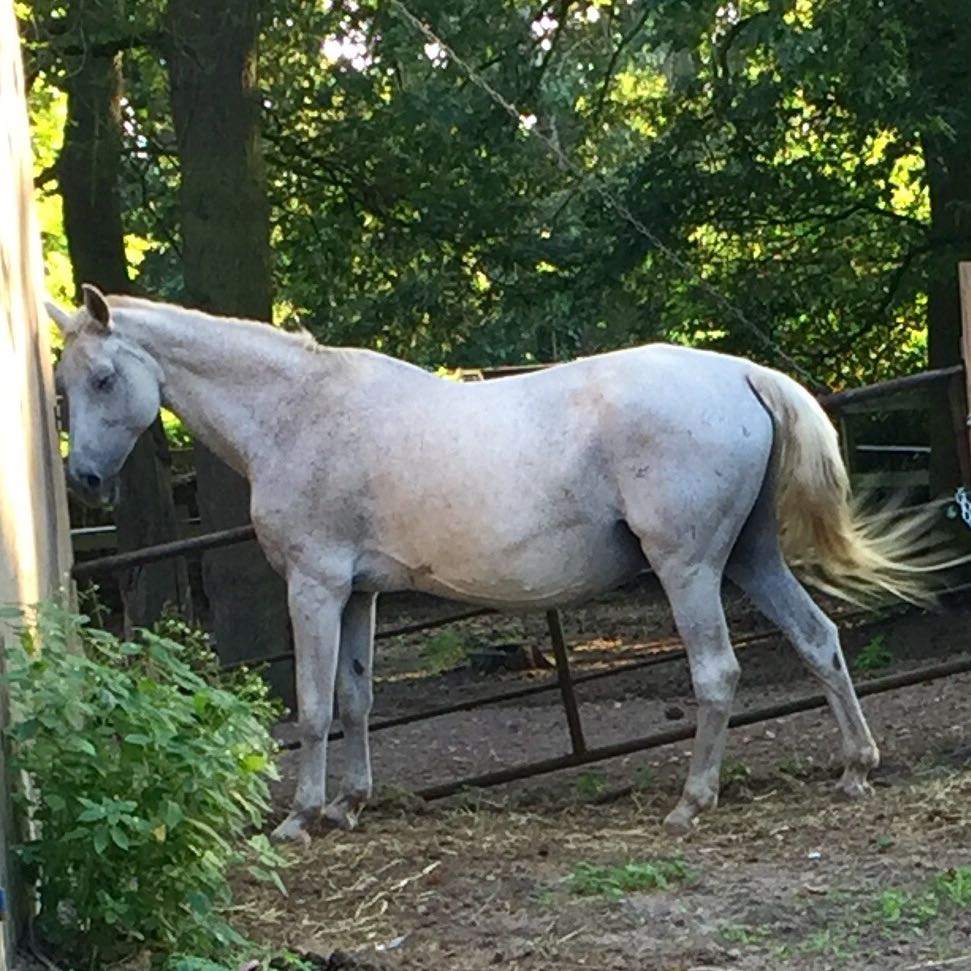 Pferd Eingefallene Flanken Dicker Bauch information online Pferd Eingefallene Flanken Dicker Bauch information online