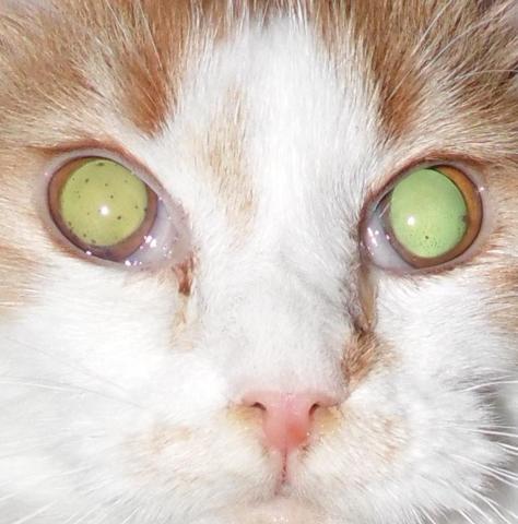 Die Augen Meiner Katze Haben Punkte Was Ist Das Katzen Tierarzt