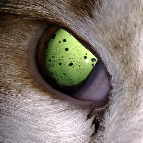 A.r. Ausgeleuchtet - (Katze, Augen, Tierarzt)