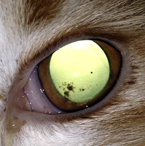 A.l. Ausgeleuchtet - (Katze, Augen, Tierarzt)