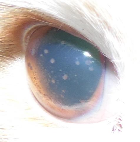 A.r. von der Seite - (Katze, Augen, Tierarzt)