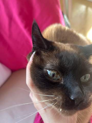 Die Augenfarbe meiner Katze ändert sich, ist das schlimm? (Farbe, Tierarzt, Kater)