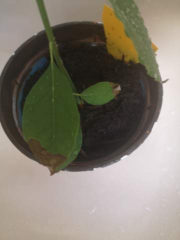 Die Blätter meiner Avocado Pflanze sterben ab, was tun?