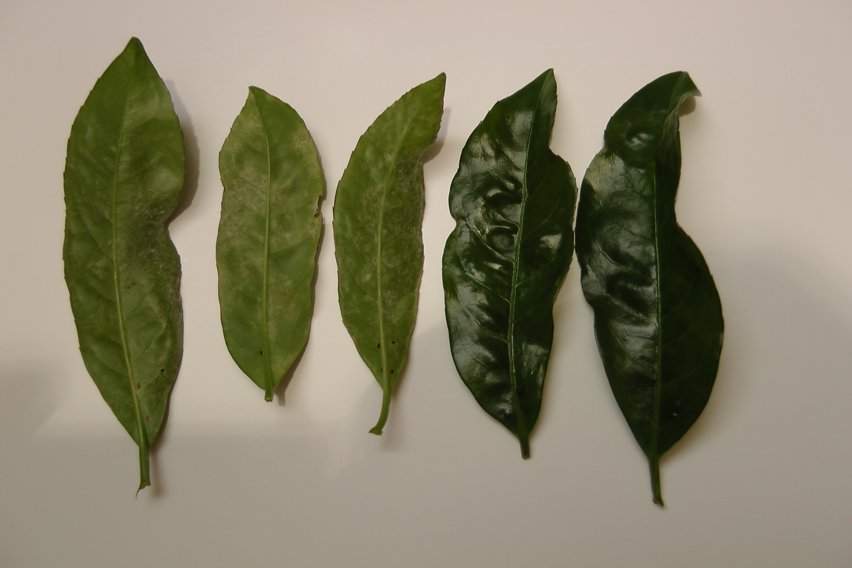 monstera aurea samen Monstera Aurea Variegata main image 0