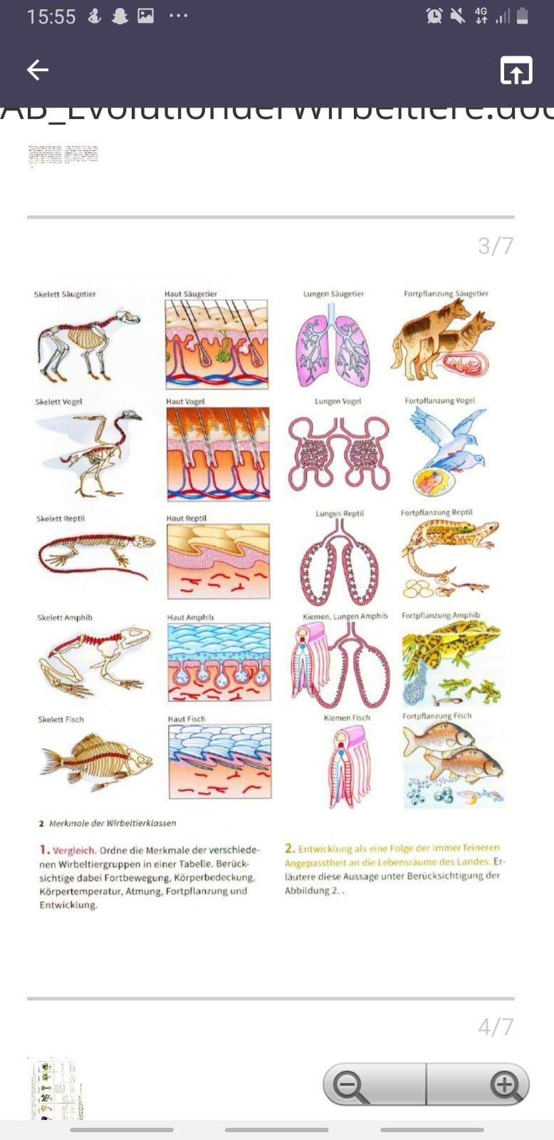 die Evolution der Wirbeltiere? (Schule, Tiere, Biologie)