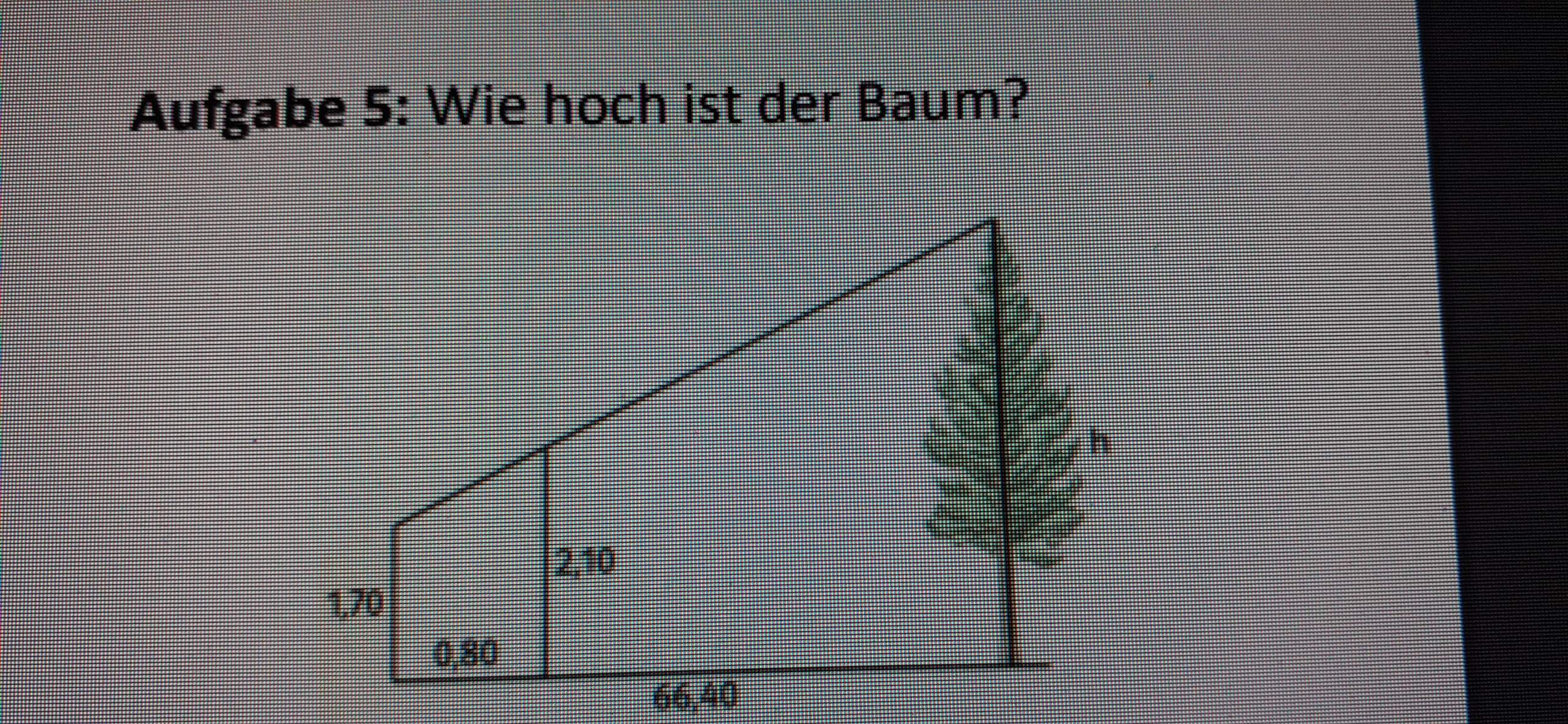 Die Höhe des Baumes? (Mathematik)