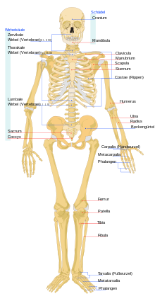 Ein menschliches Skelett - (Schule, Menschen, Biologie)