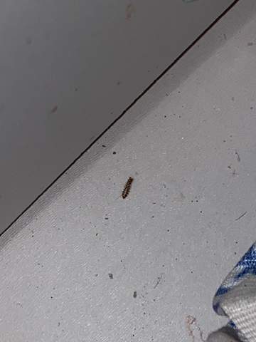 Die Larven vom Speck Käfer in meiner ganzen Wohnung ,was soll ich jetzt