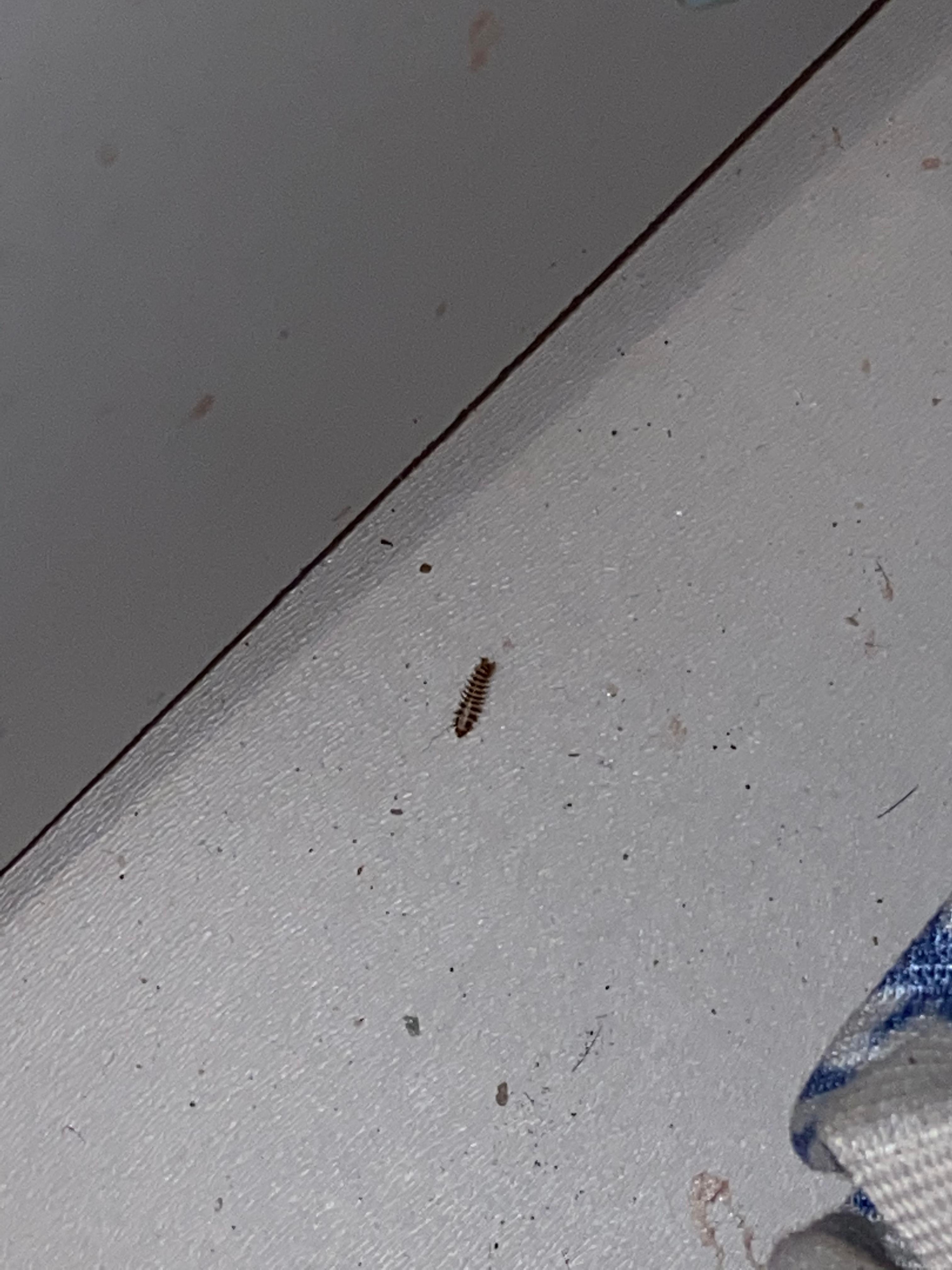 Die Larven vom Speck Käfer in meiner ganzen Wohnung ,was soll ich jetzt