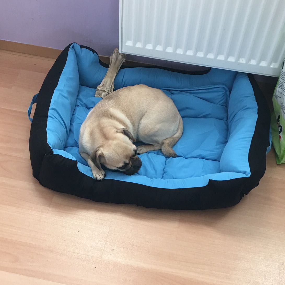 ich bin dankbar für meinen hund