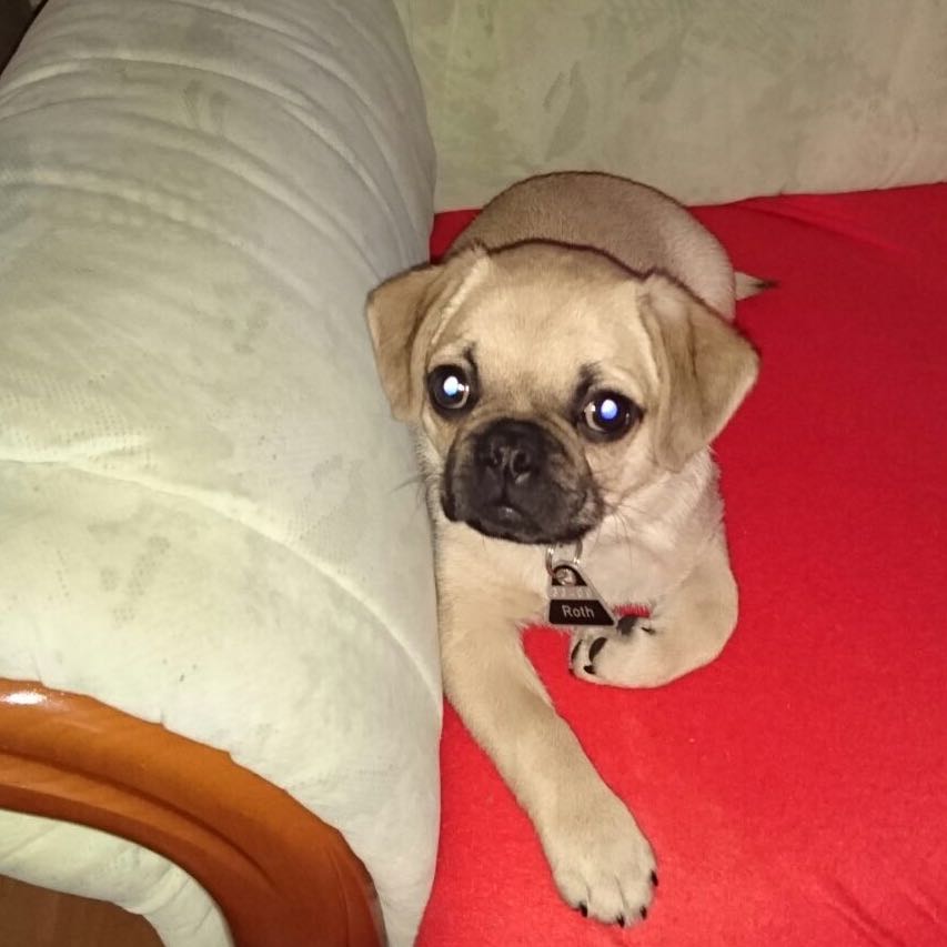 Die richtige Versicherung für meinen Mops? (Hund, Kosten, tierklinik)