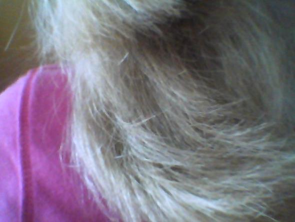 haare kaputt