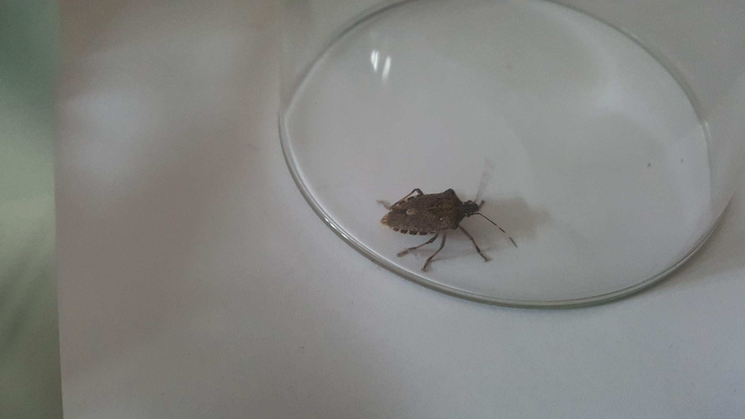 Die Viecher habe ich in letzter Zeit häufiger in der Wohnung gesehen