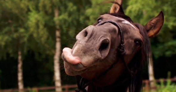 Die Zunge Rauststreken Dem Pferden Beibringen Pferde Tricks Freiheitsdressur